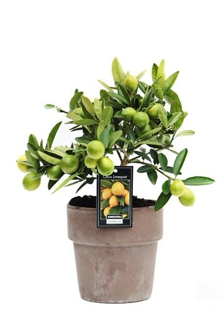 Limequat in Verona pot, D 16