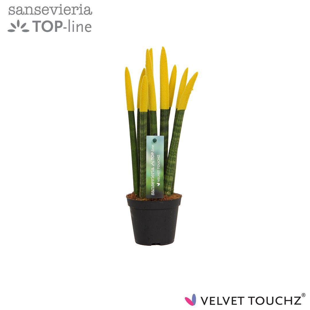 Sansevieria VELVET TOUCHZ® Geel, D 8,5