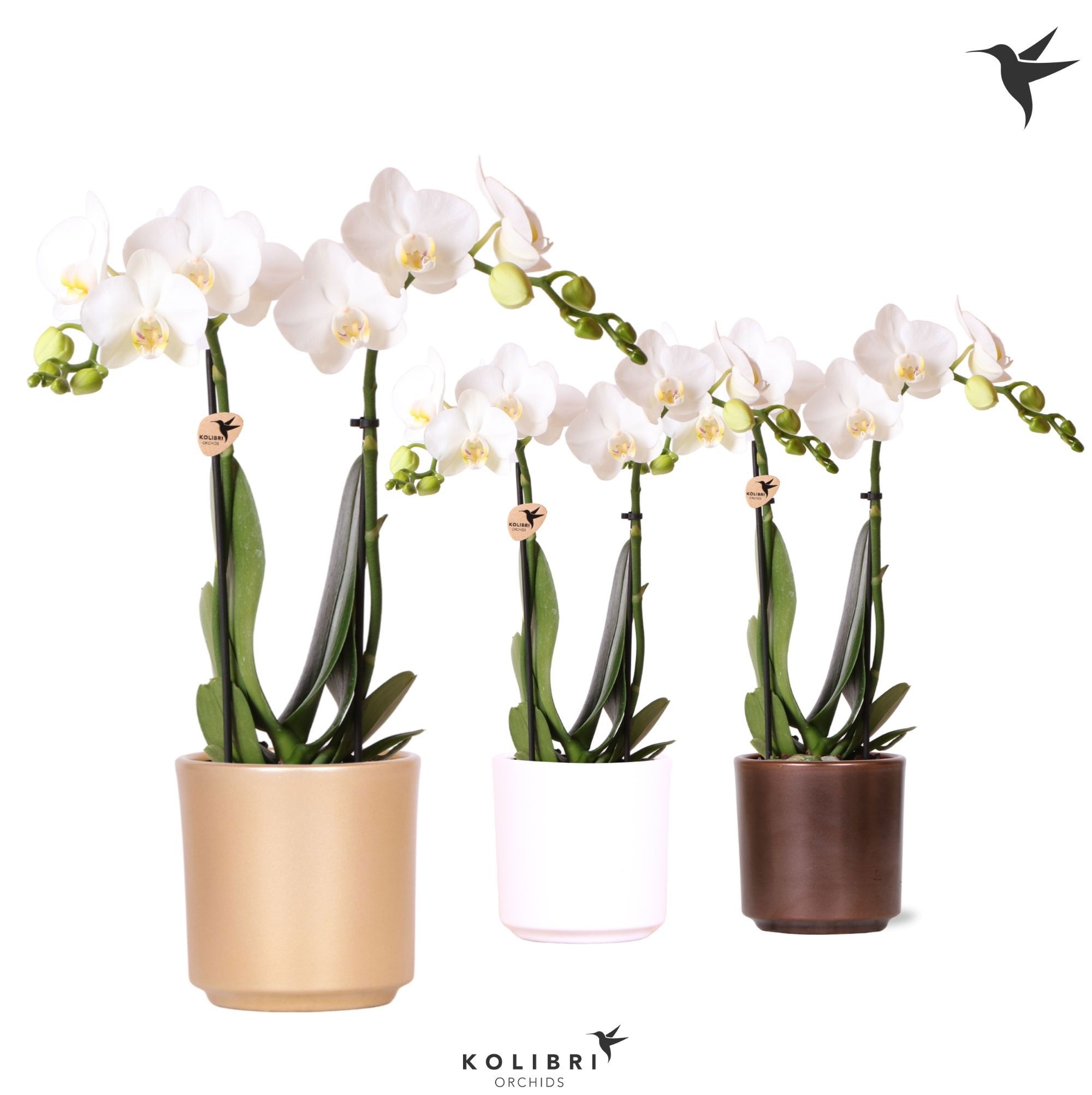 Kolibri Orchids Phalaenopsis white 2 spike in Simplicity pot mix, D 9