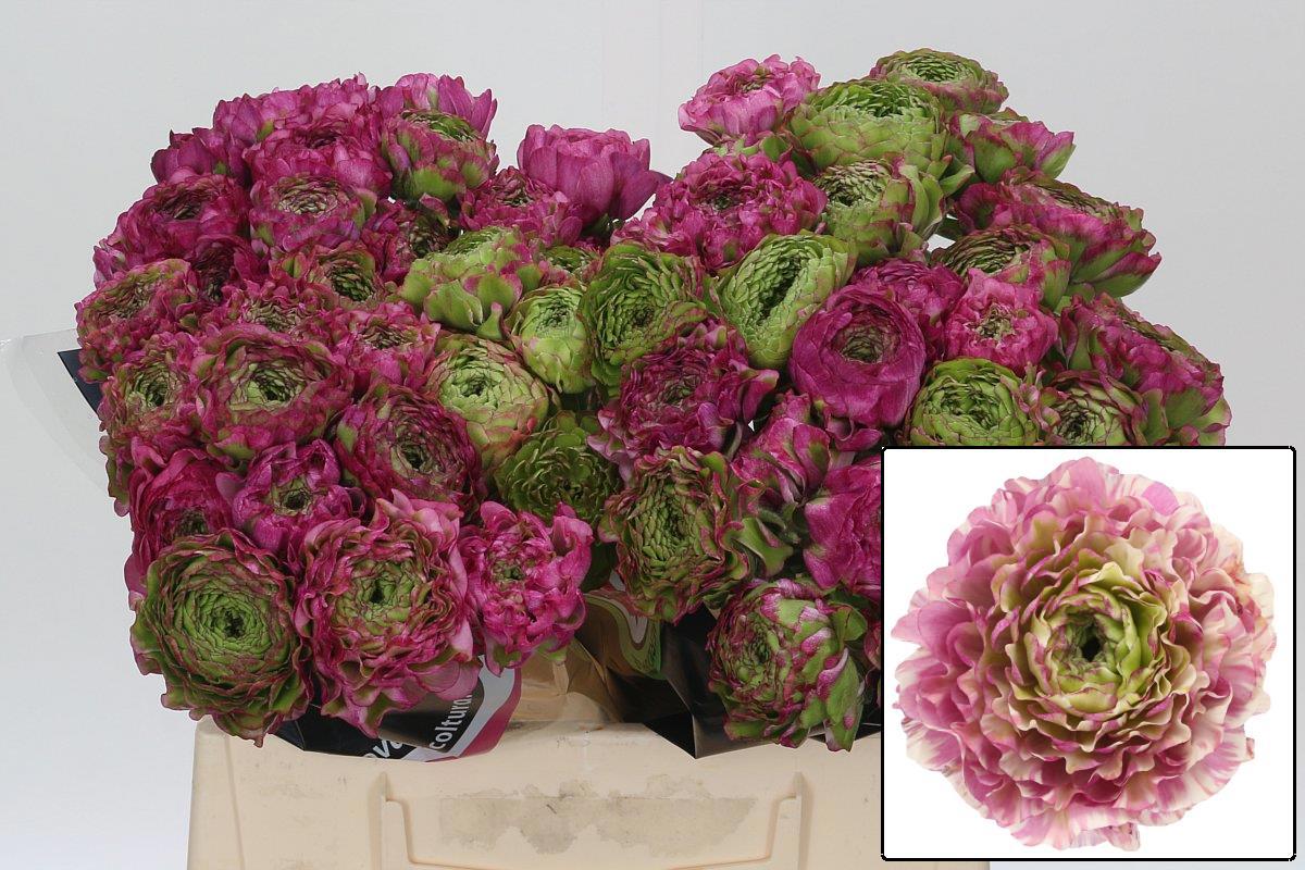 Ранункулус Овериг 40, шт.