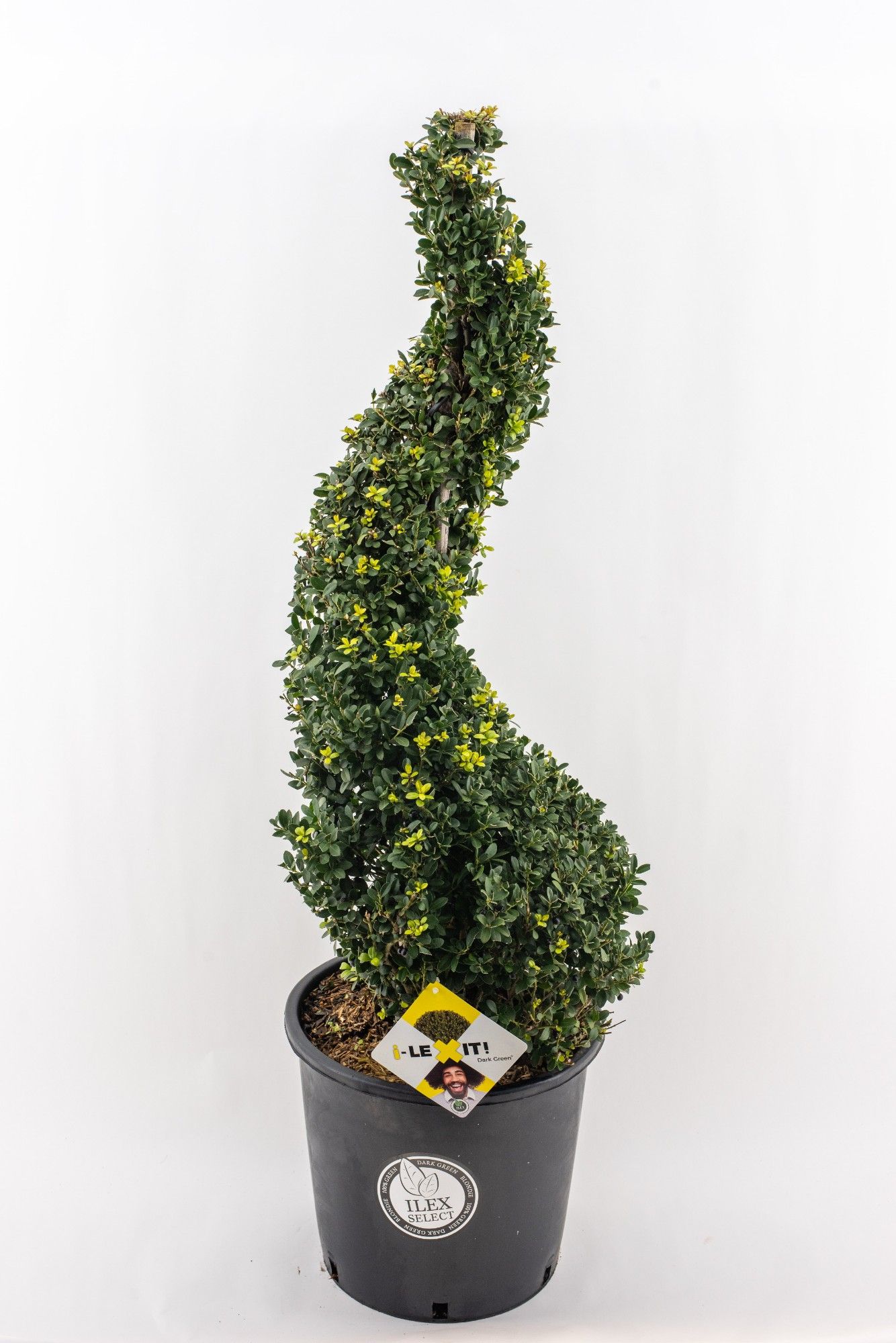 Ilex crenata Dark Green, P34, Spiraal 90-100cm, D 34