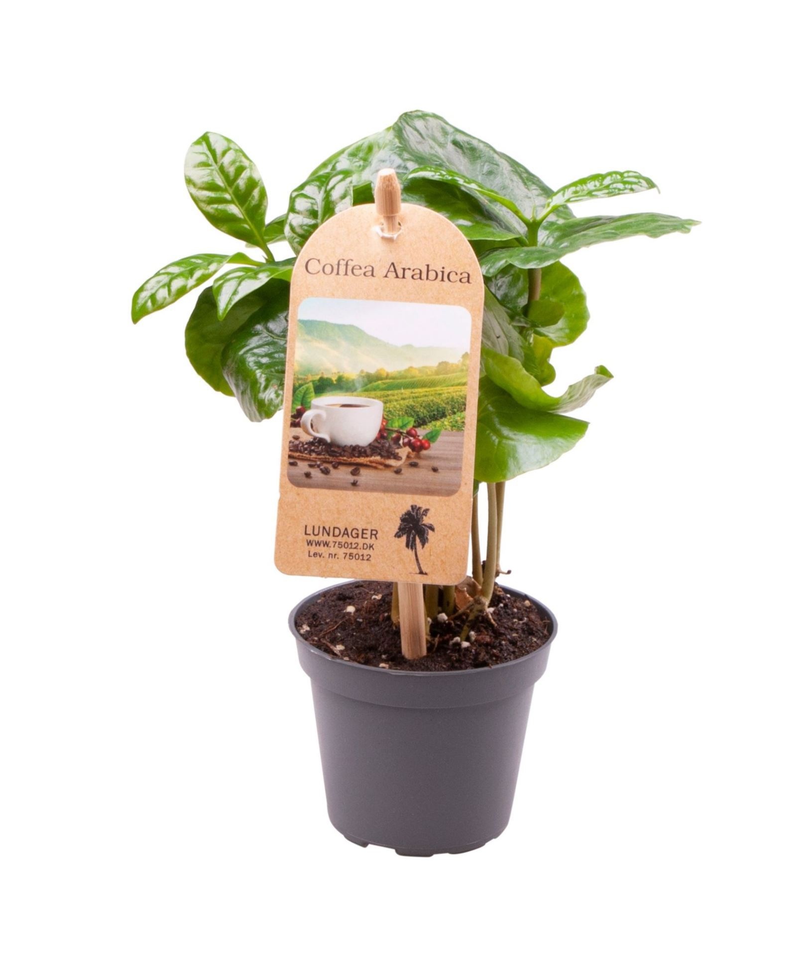 Coffea Arabica with etiquette, D 6