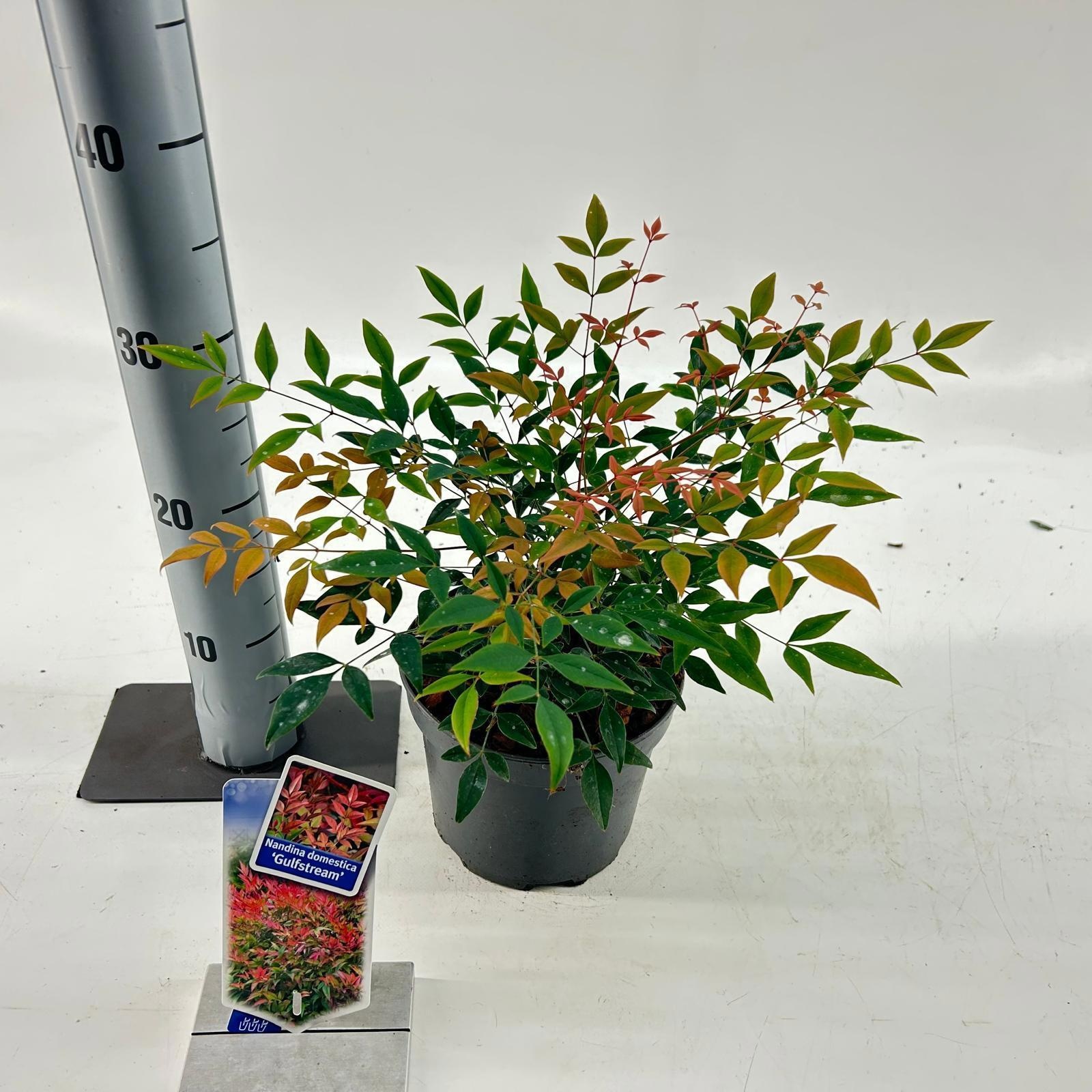 Nandina domestica 'Gulfstream', D 17