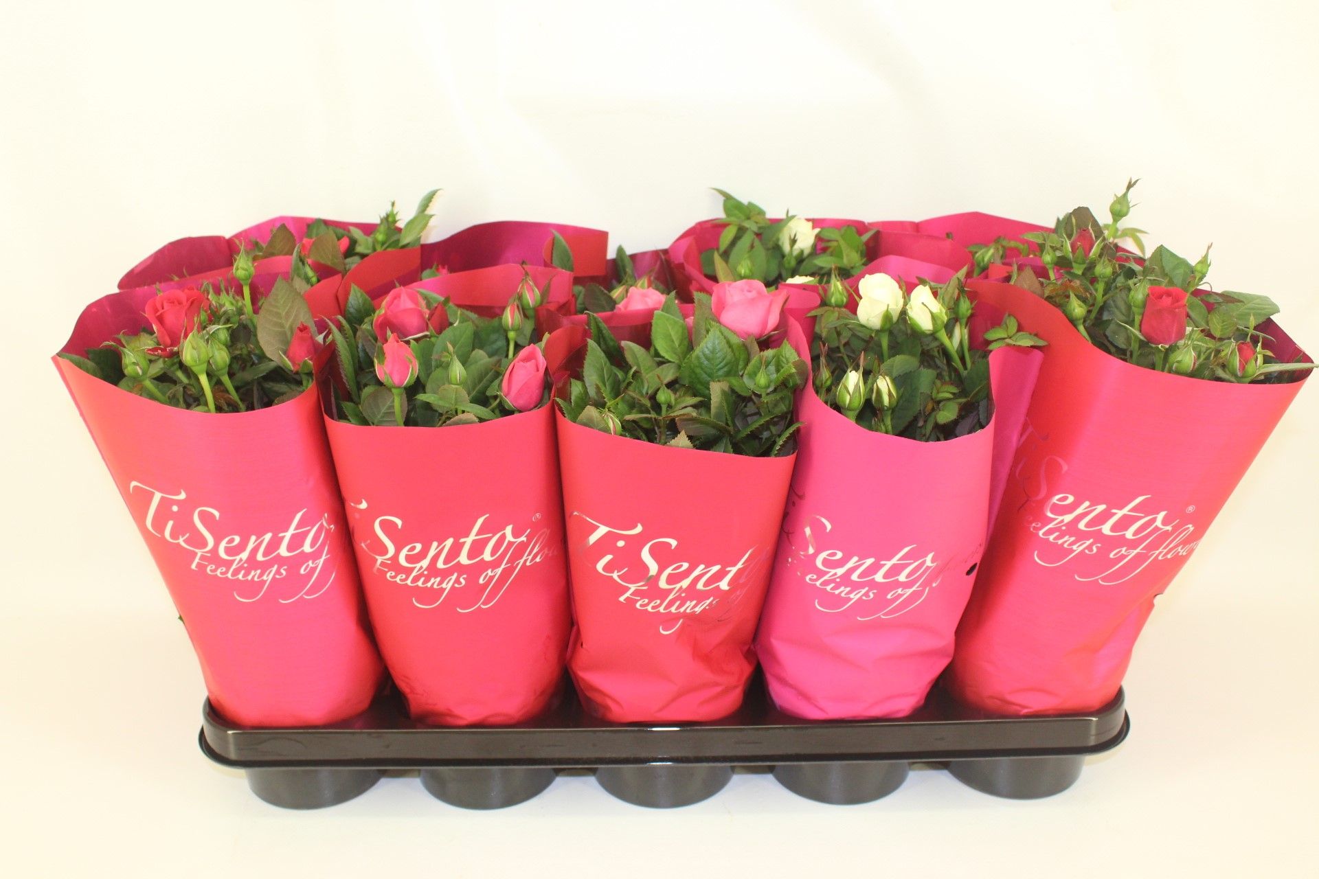 Potroos 12 cm Women's Day Mix, D 12