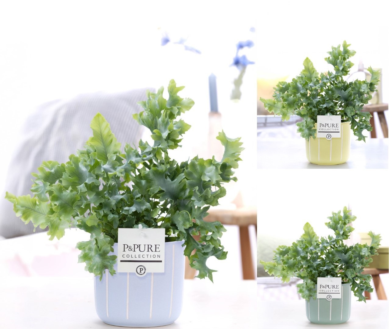 Phlebodium Davana in P&PURE Fleur ceramics ass. 3, D 12