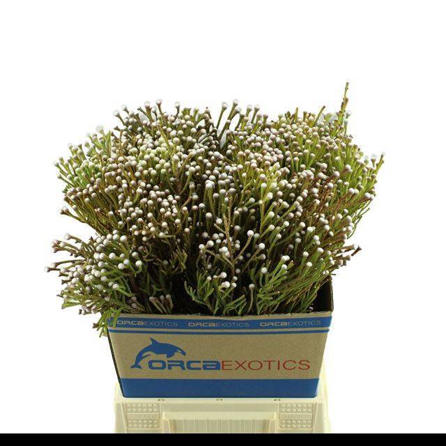 Бруния Нудифлора 60, шт.