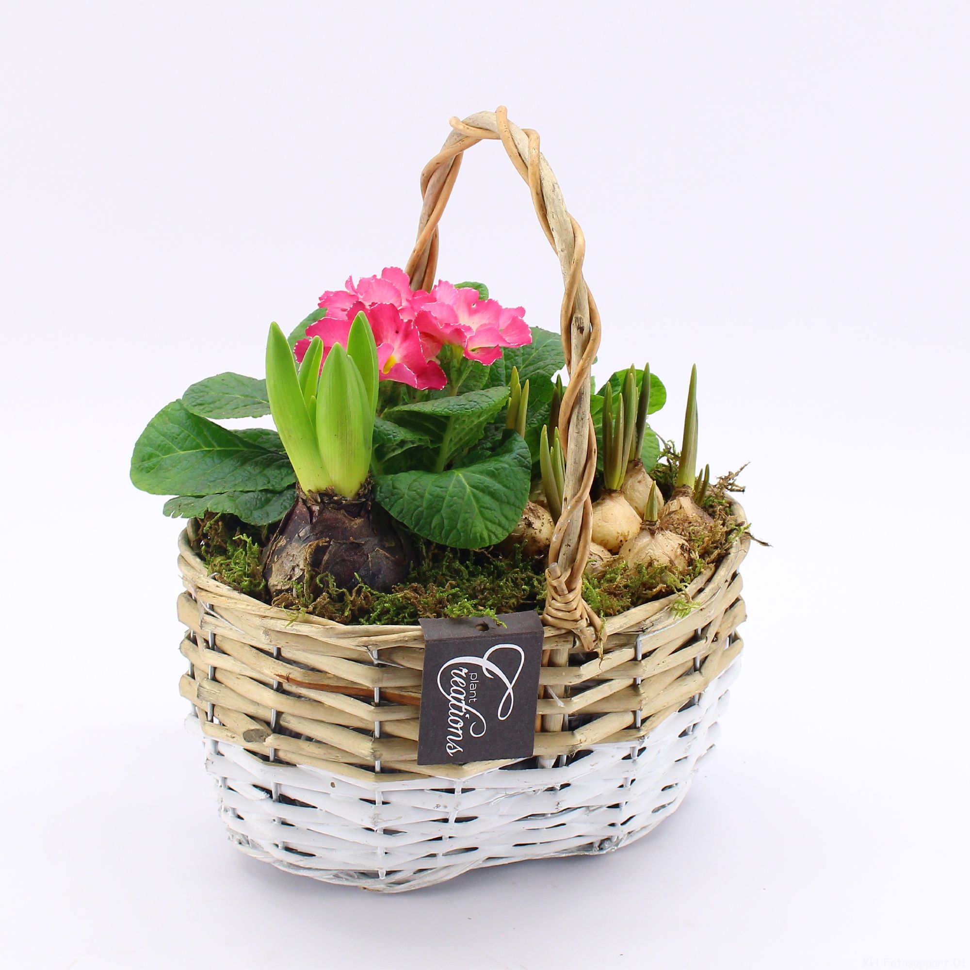 PMCR-2610 Primula creations, D 22