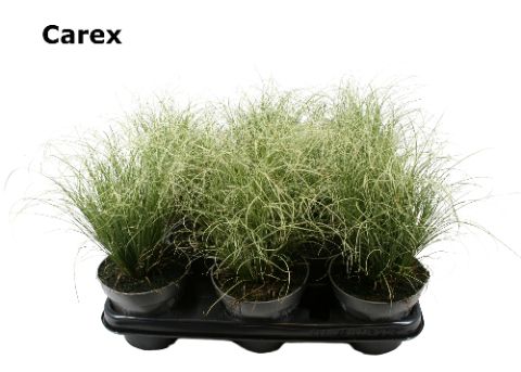 Carex 12 cm, D 12 cm