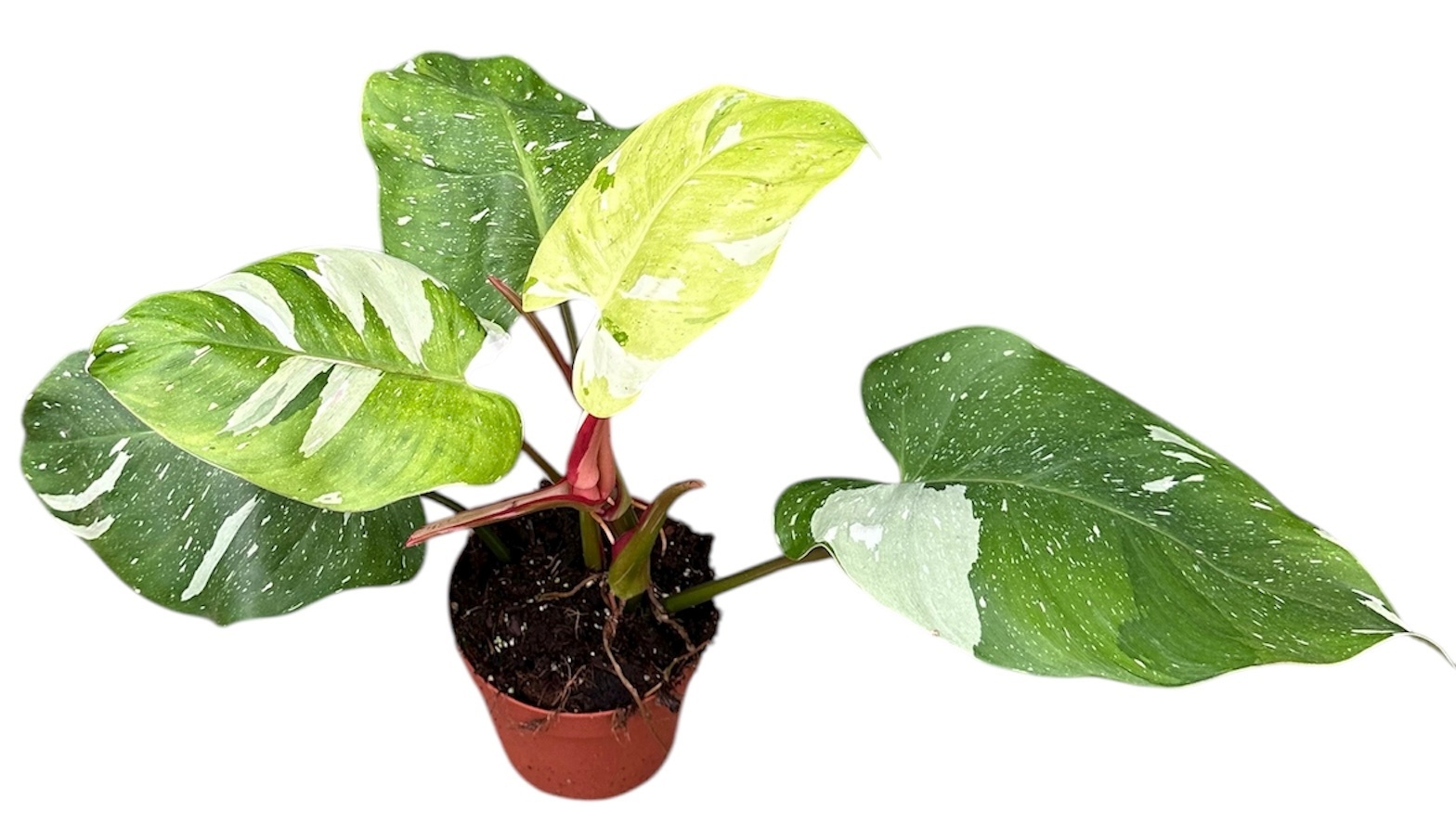 philodendron fresh aurea, D 14