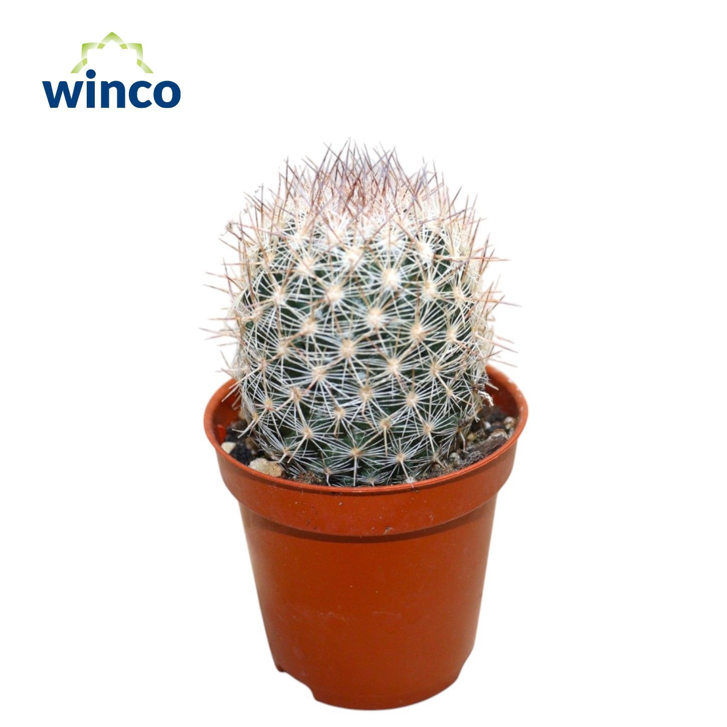 Escobaria Villardii, D 5,5 cm