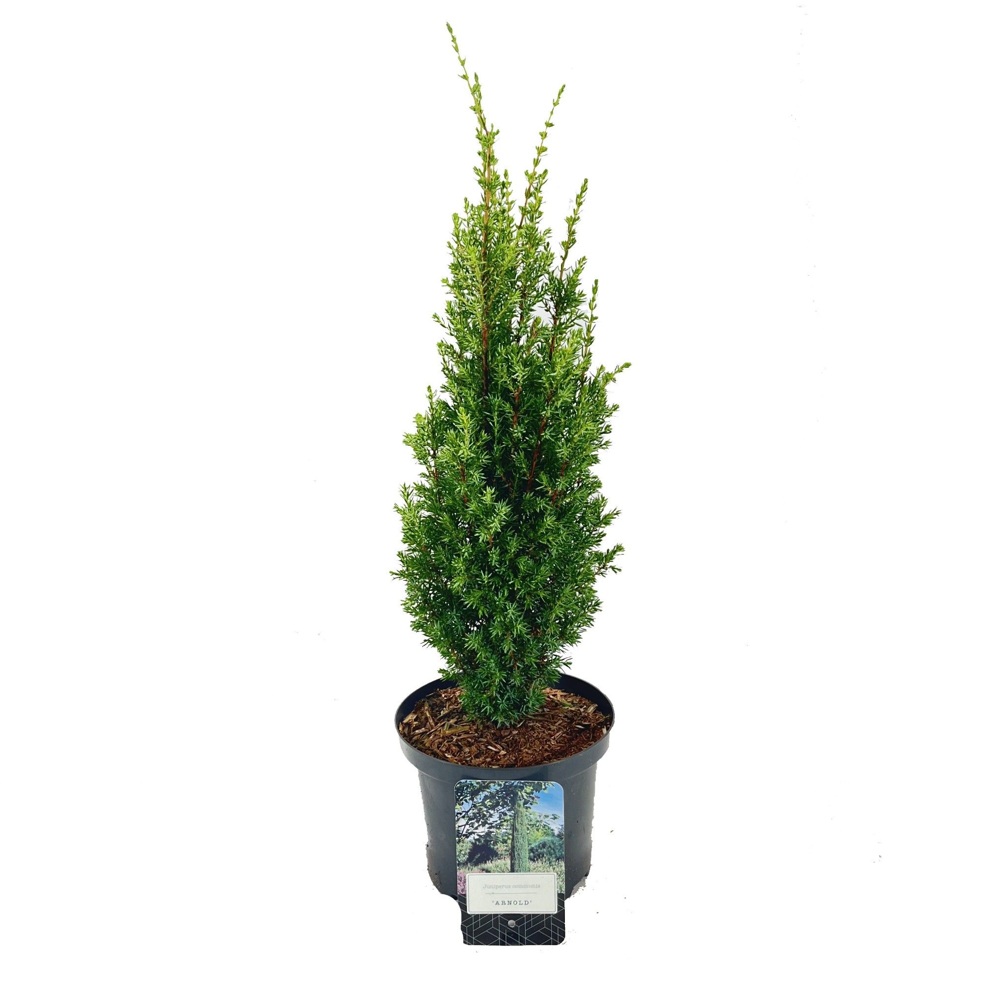 Juniperus communis 'Arnold', D 18 cm
