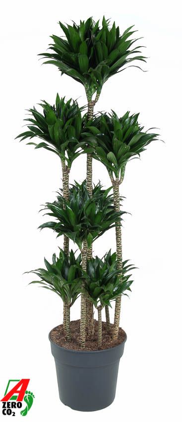 Dracaena compacta 120-carrousel, D 34