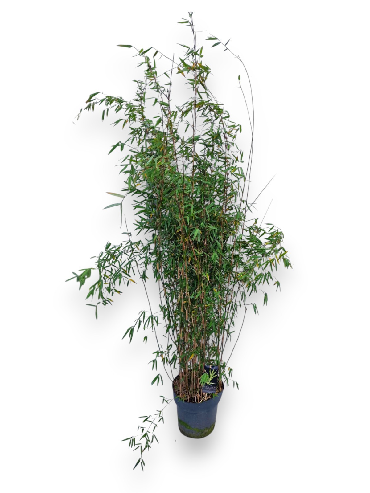 Fargesia Jiuzhaigou 1 C10/P27 - Niet-woekerende Bamboe, D 27