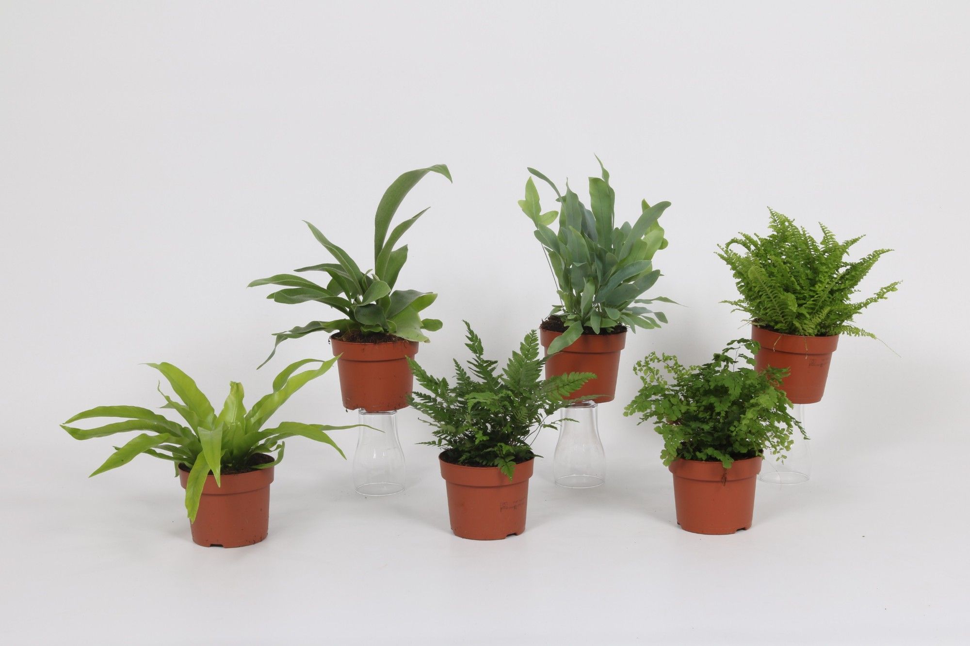 Varen mix 12cm, D 12 cm