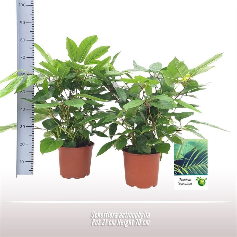 Schefflera actinophylla, D 21