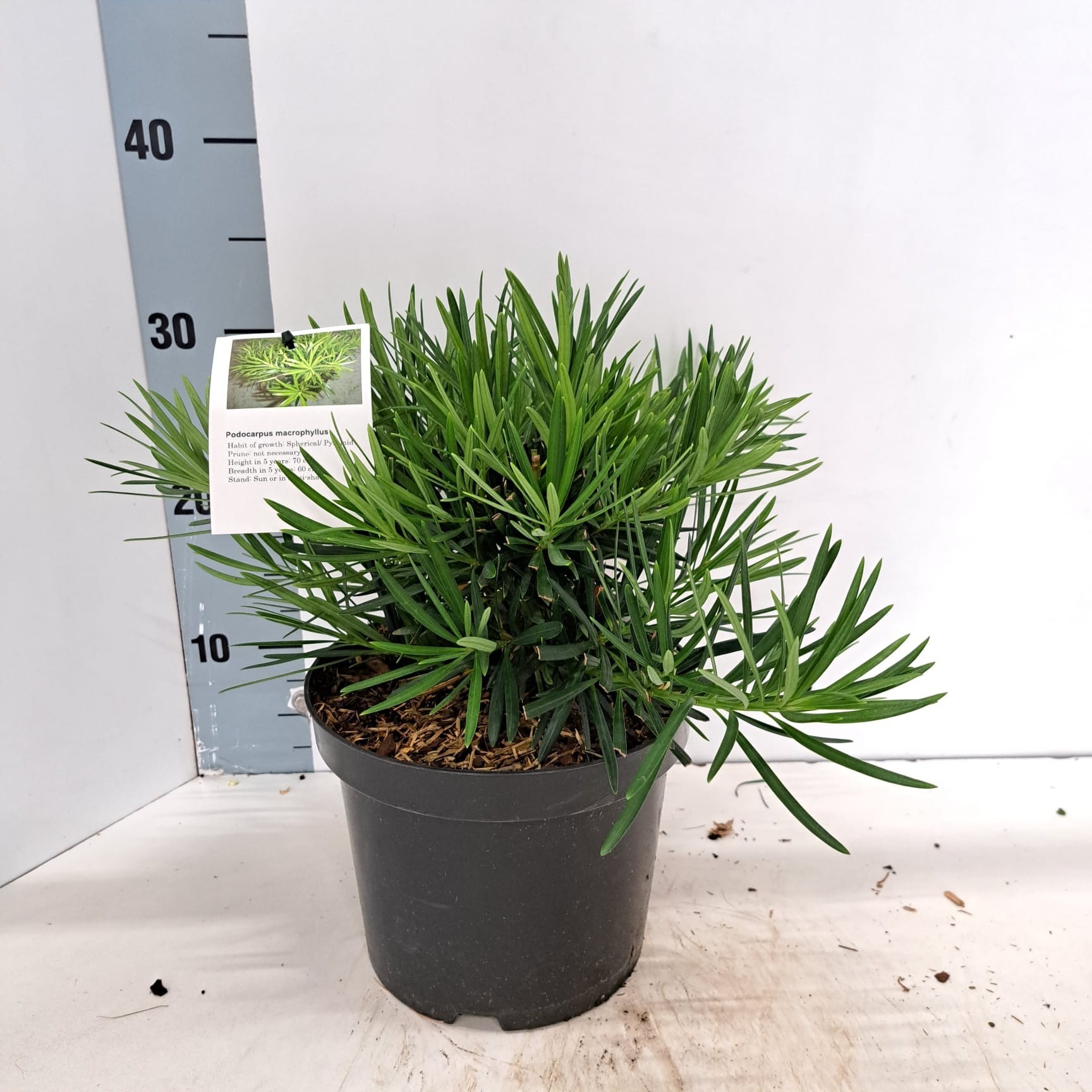 Podocarpus macrophyllus, D 19