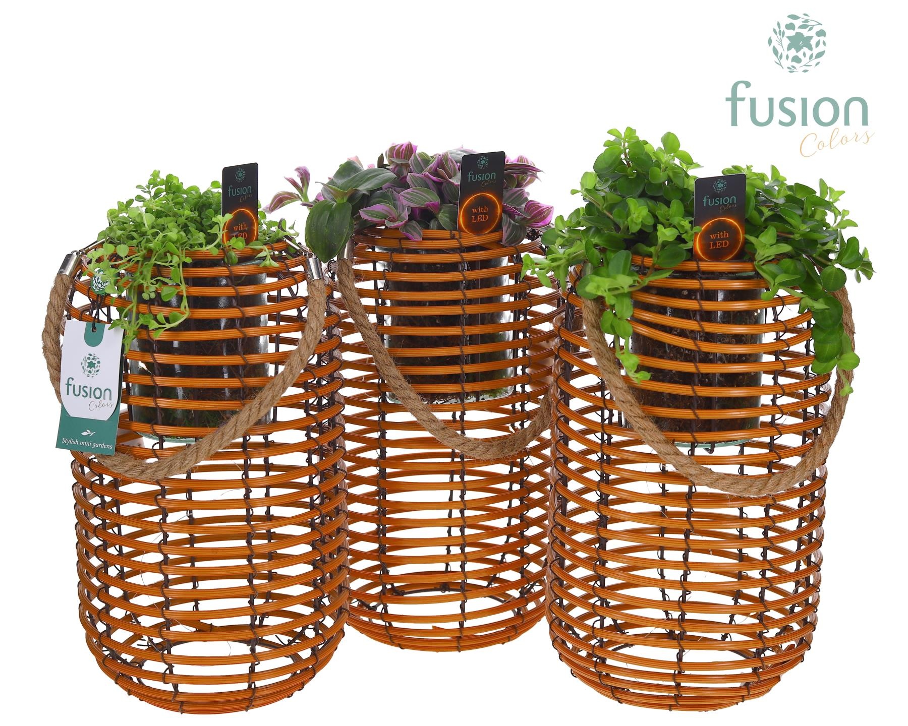 Spiraal mand Hori naturel incl. glas, hengsel en groene planten mix met 12 LED verlichting batterij, D 19