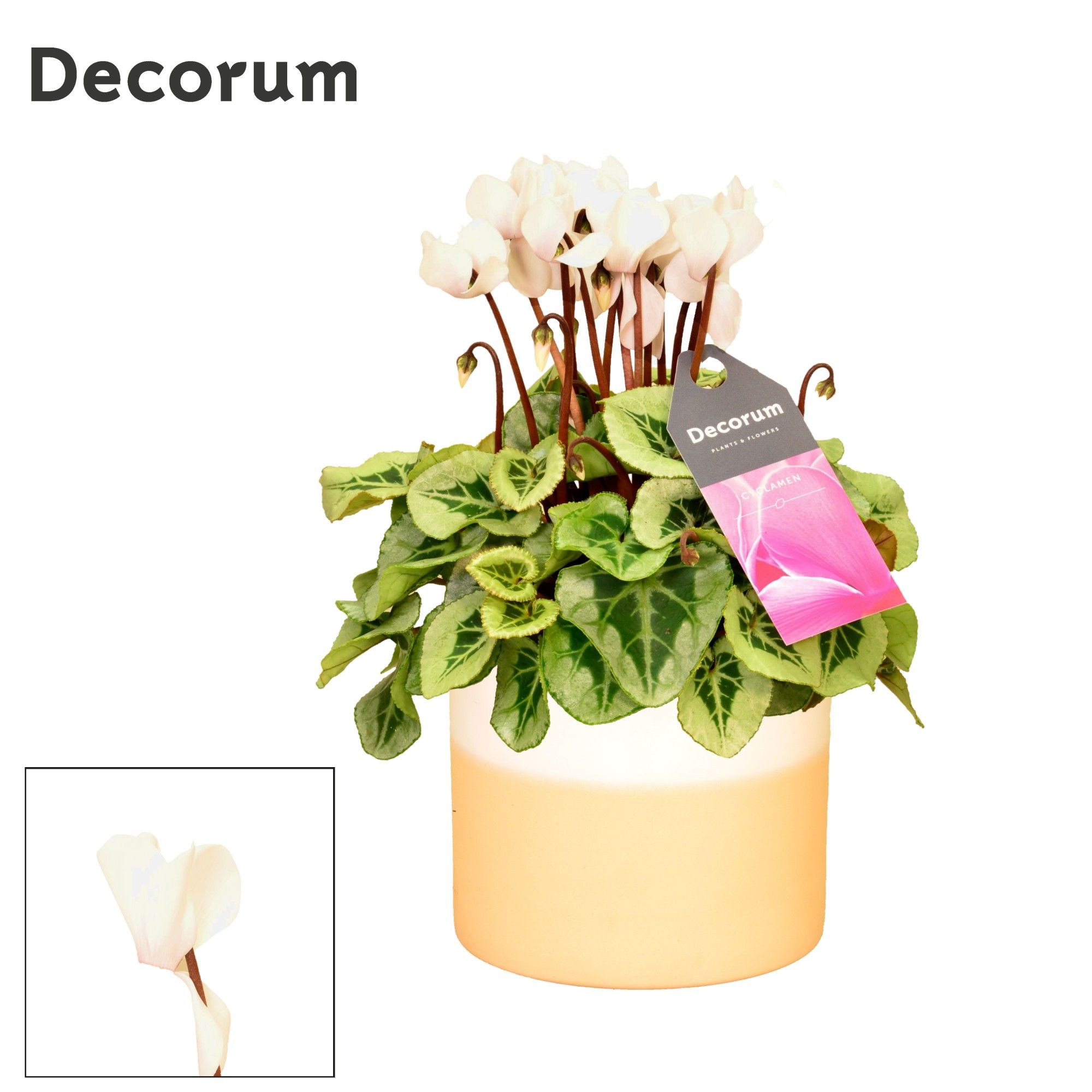 Cyclamen SS Picasso Wit in Rosy Ceramics. Decorum, D 14 cm Cyclamen SS Picasso Wit in Rosy Ceramics. Decorum, D 14 cm