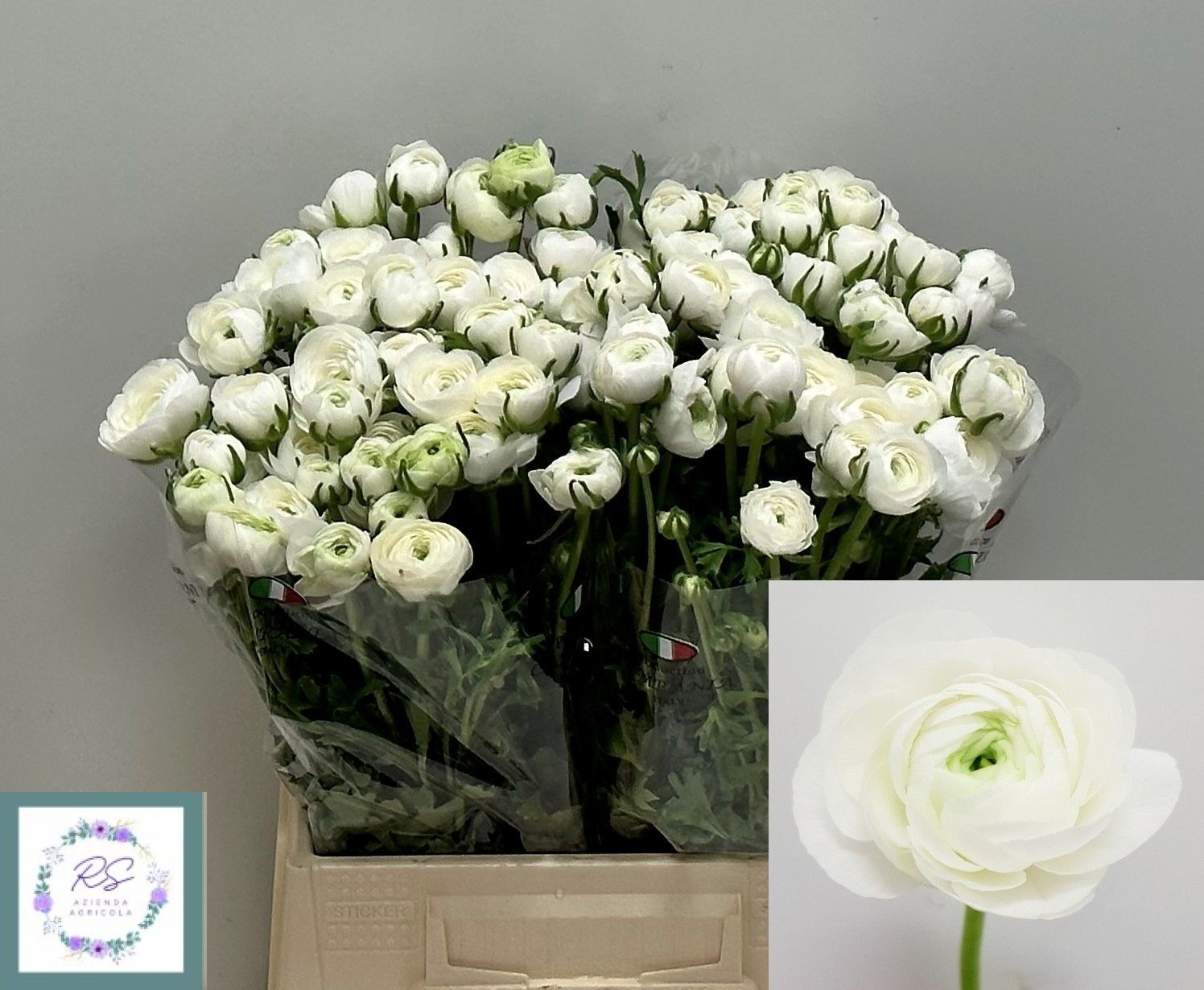 Ранункулус Элеганс Вайт 45, шт.