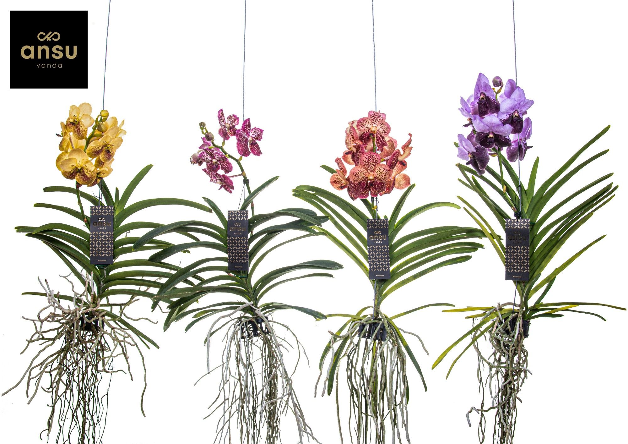 Vanda Special mix - Colour Mix, D 15 cm
