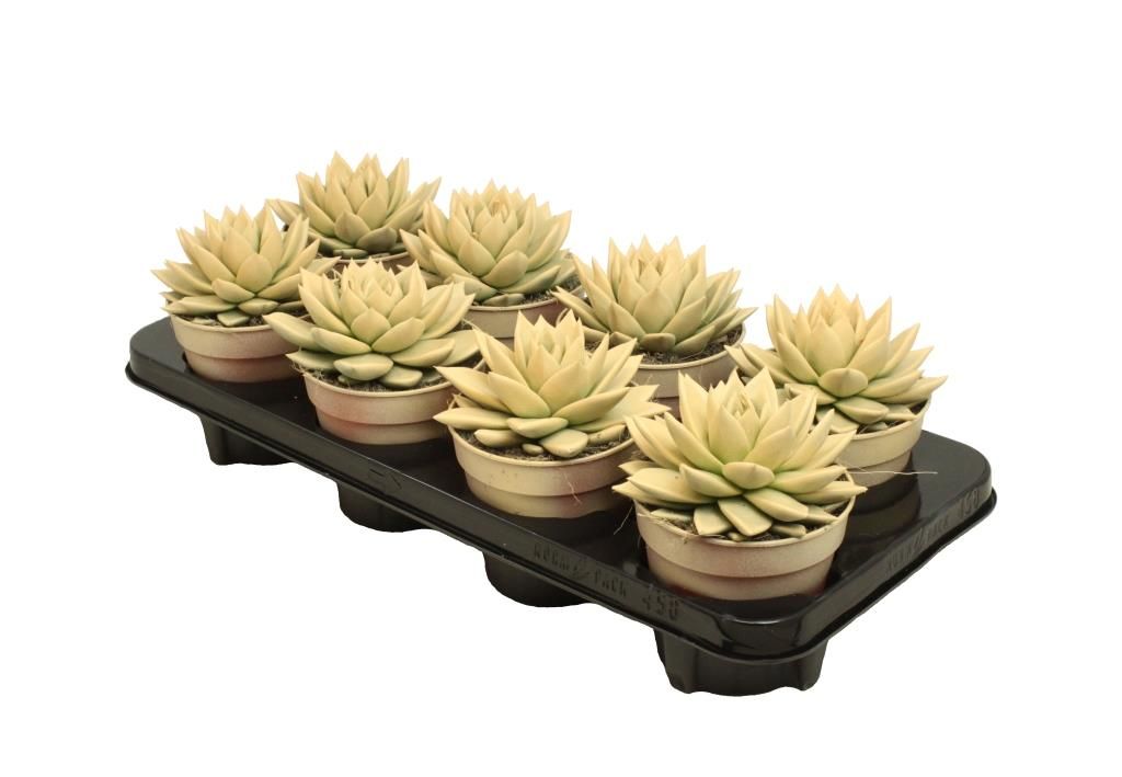 Miranda coloured pastel orange, D 12