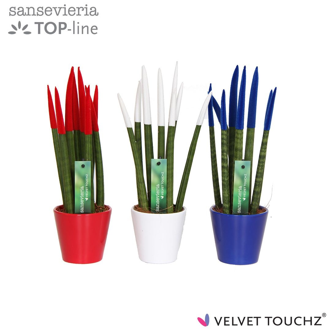 Sansevieria VELVET TOUCHZ® Frankrijk/Nederland In keramiek R'dam, D 8,5