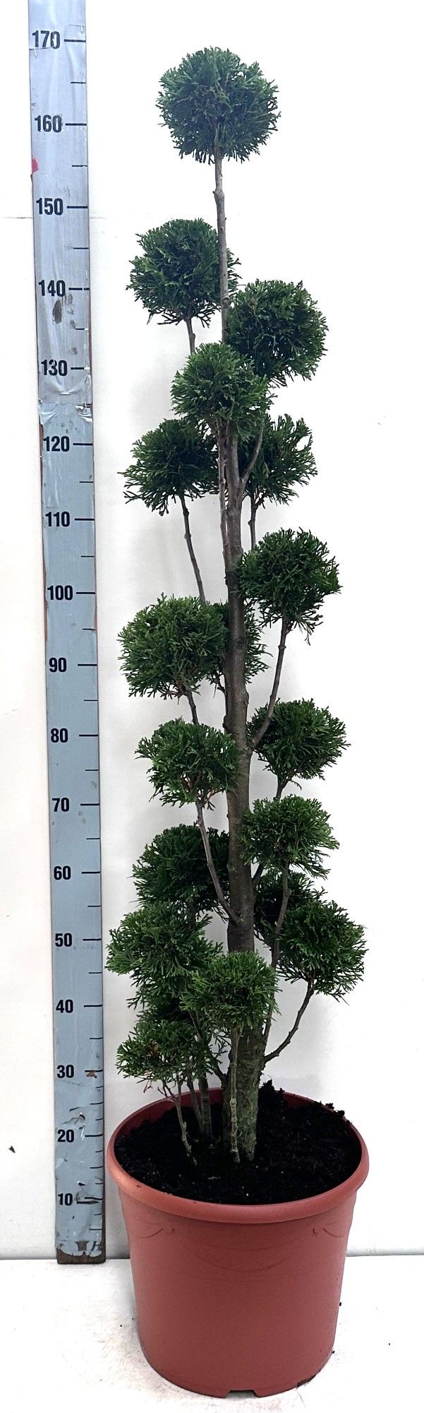 Thuja oc. Smaragd, pon-pon vorm 120-140 cm - deco, D 35