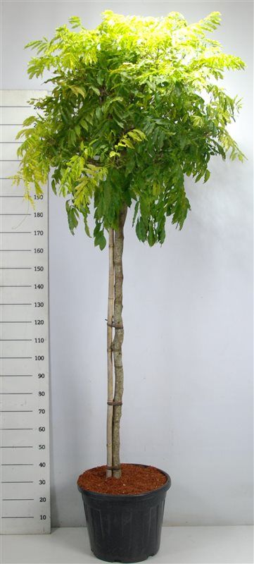 Wisteria formosa 'Issai', D 58