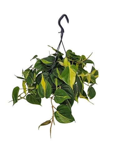 Philodendron Brasil Hangpot, D 19 cm Philodendron Brasil Hangpot, D 19 cm