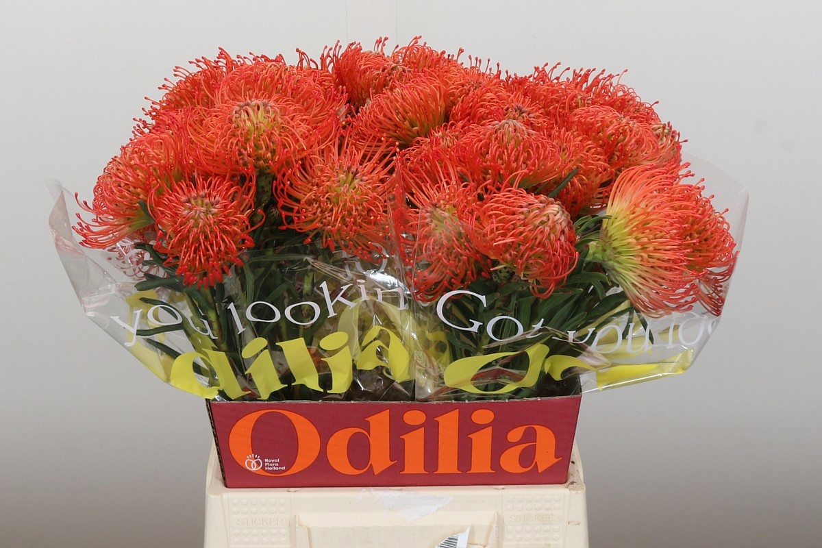 Нутанс Саксешн 50 (красн.), шт.