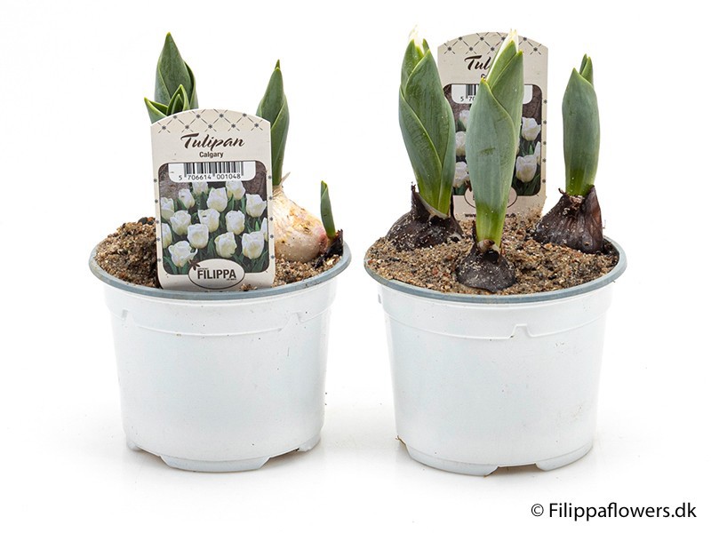 TULIPA FERGANICA 'Calgary', D 10