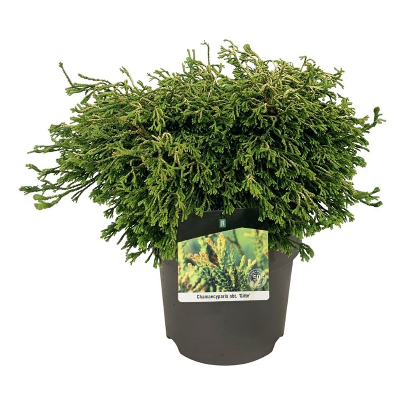 Chamaecyparis o. 'Gitte', D 26