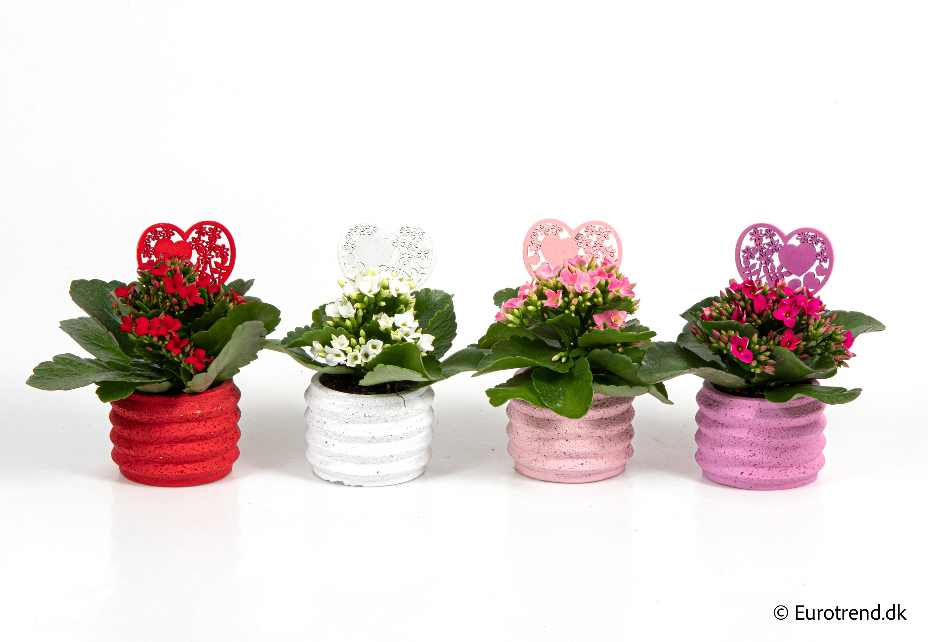 Kalanchoe in Valentine ceramic 2026, D 6