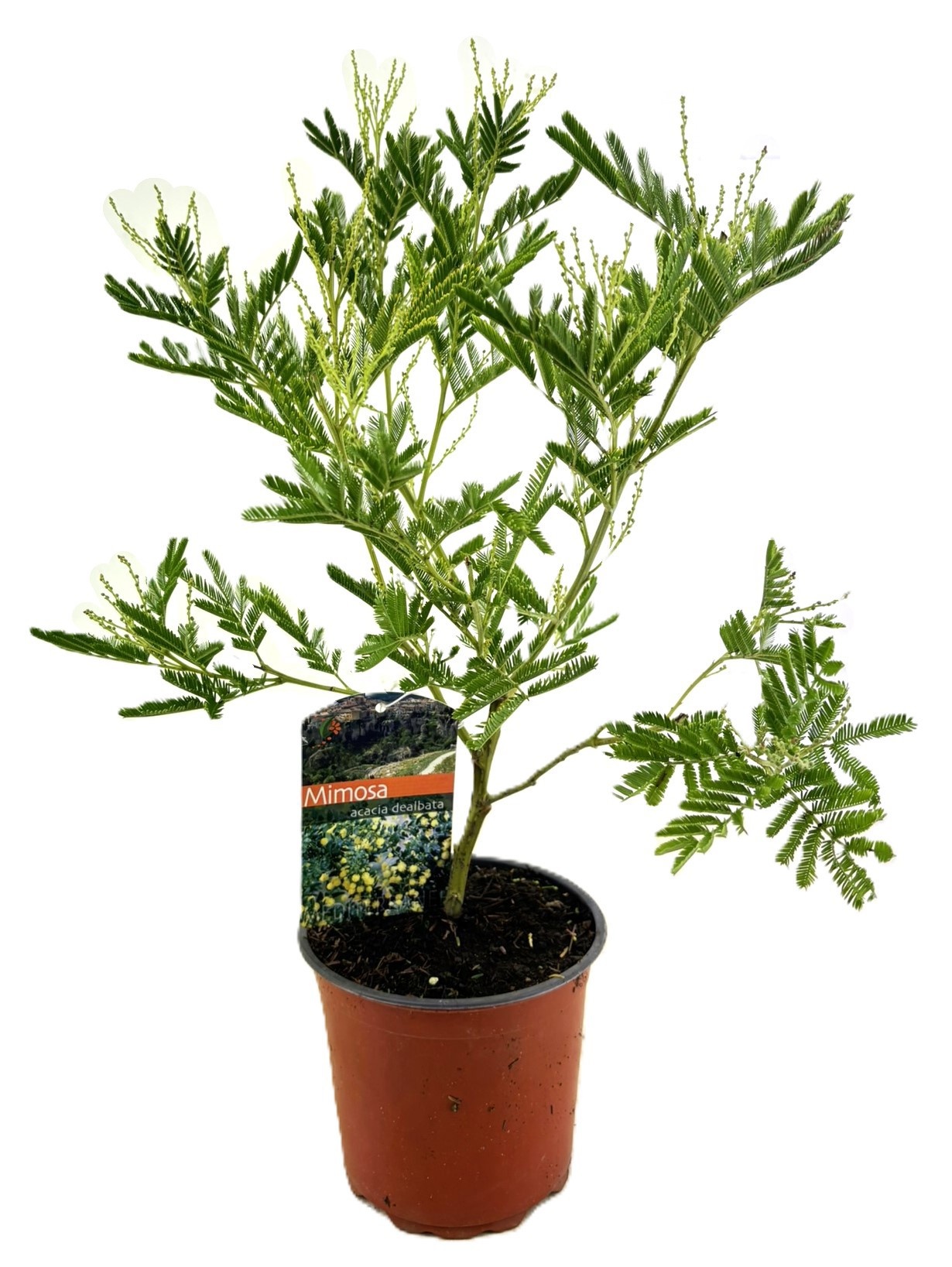 Mimosa acacia dealbata, D 15 cm