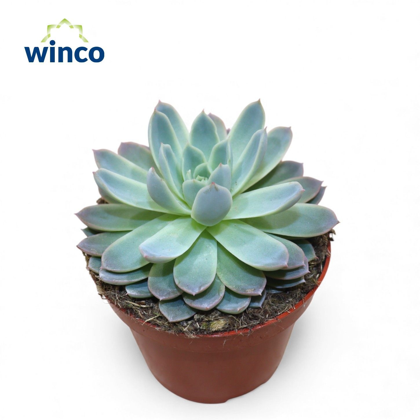 Echeveria Violet Queen, D 10,5