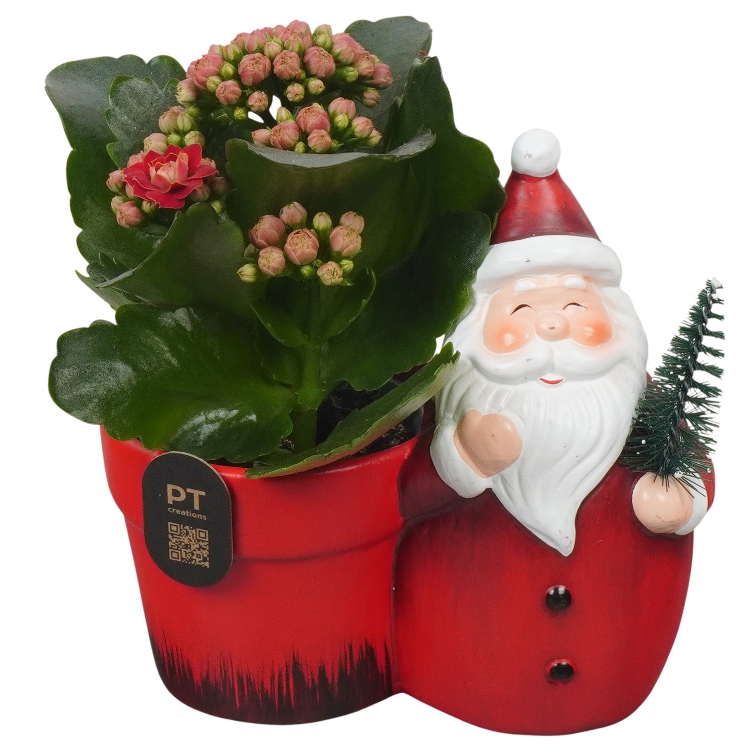 PTCHR9605 Arrangement Christmas Red in keramiek pot, D 13