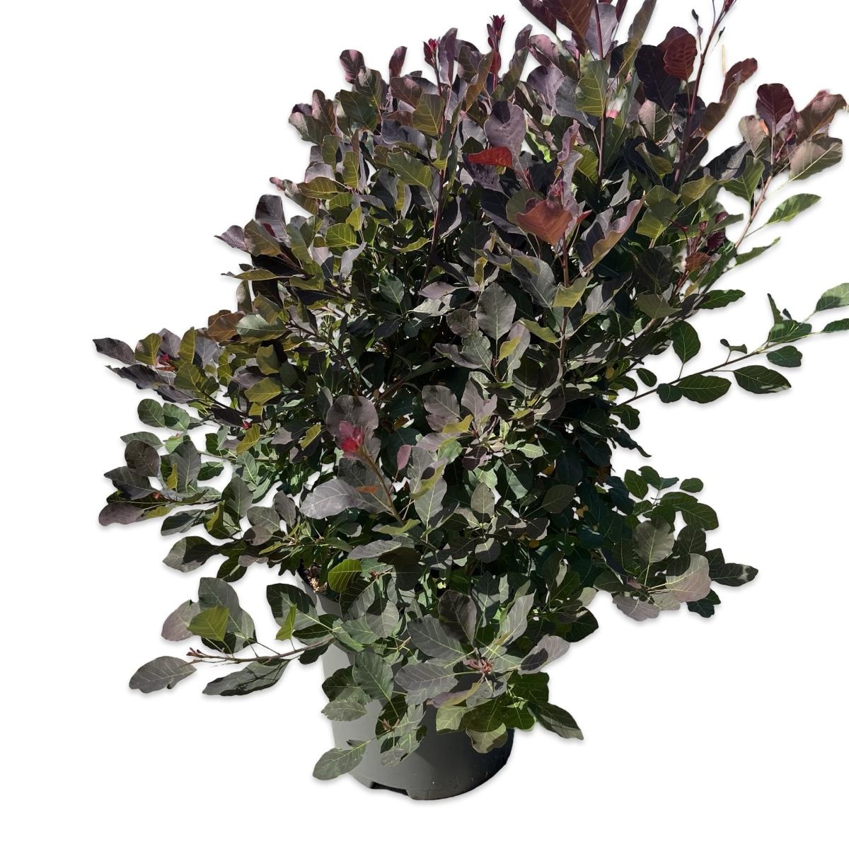 Cotinus Dusky Maiden, D 32