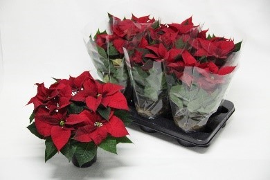 845 REJK : Kerstster Pot 13 cm POINSETTIA CHRISTMAS UNIVERSE, D 13