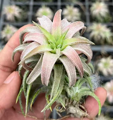 Гузмания Оранж Ванхàн 6 7