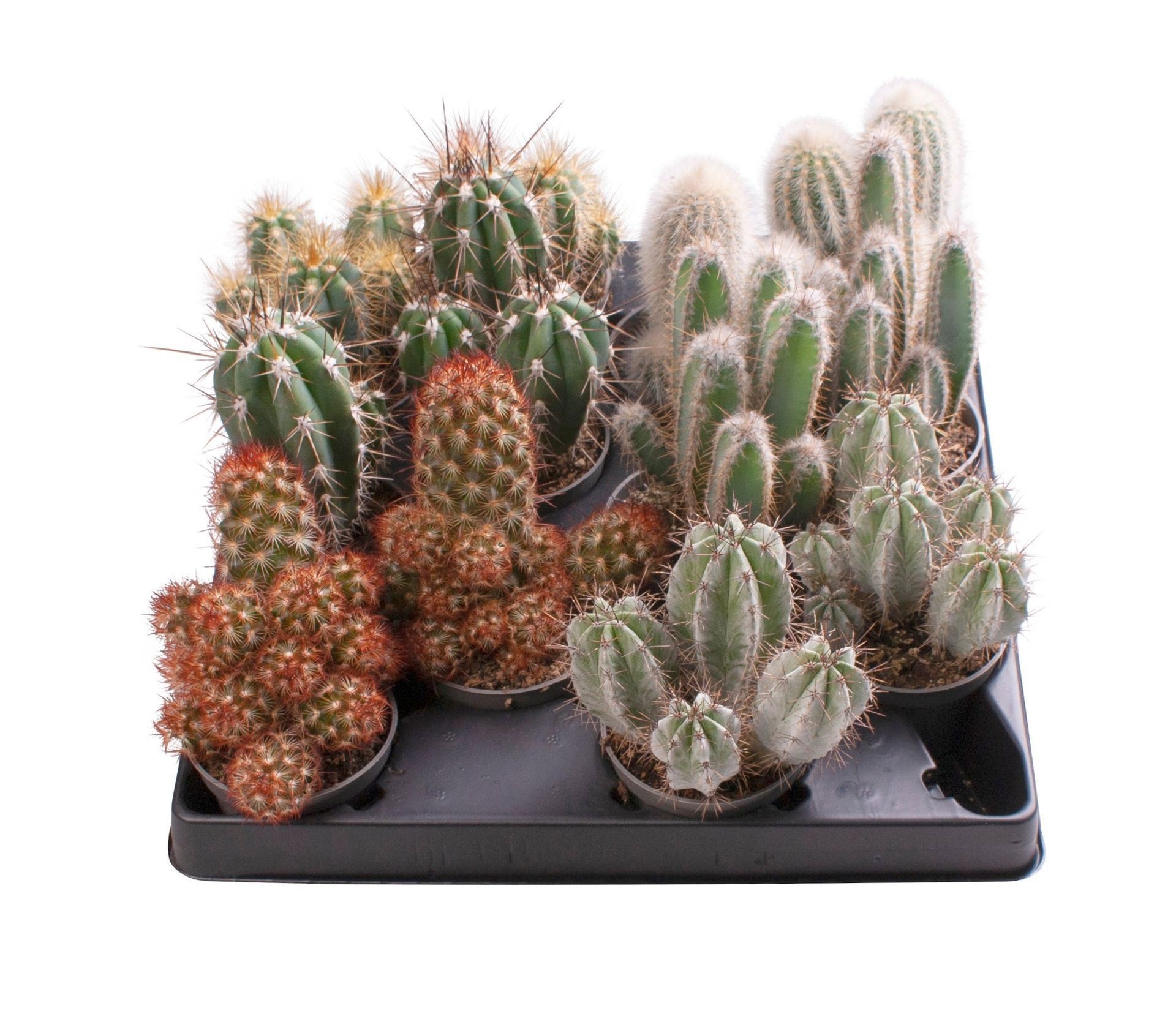 Cactus Mix 6 cm, D 6