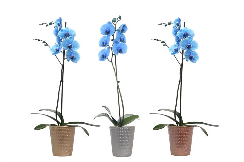 Zoe dots luxury mix Phal I am Blue 1T09+, D 12 cm