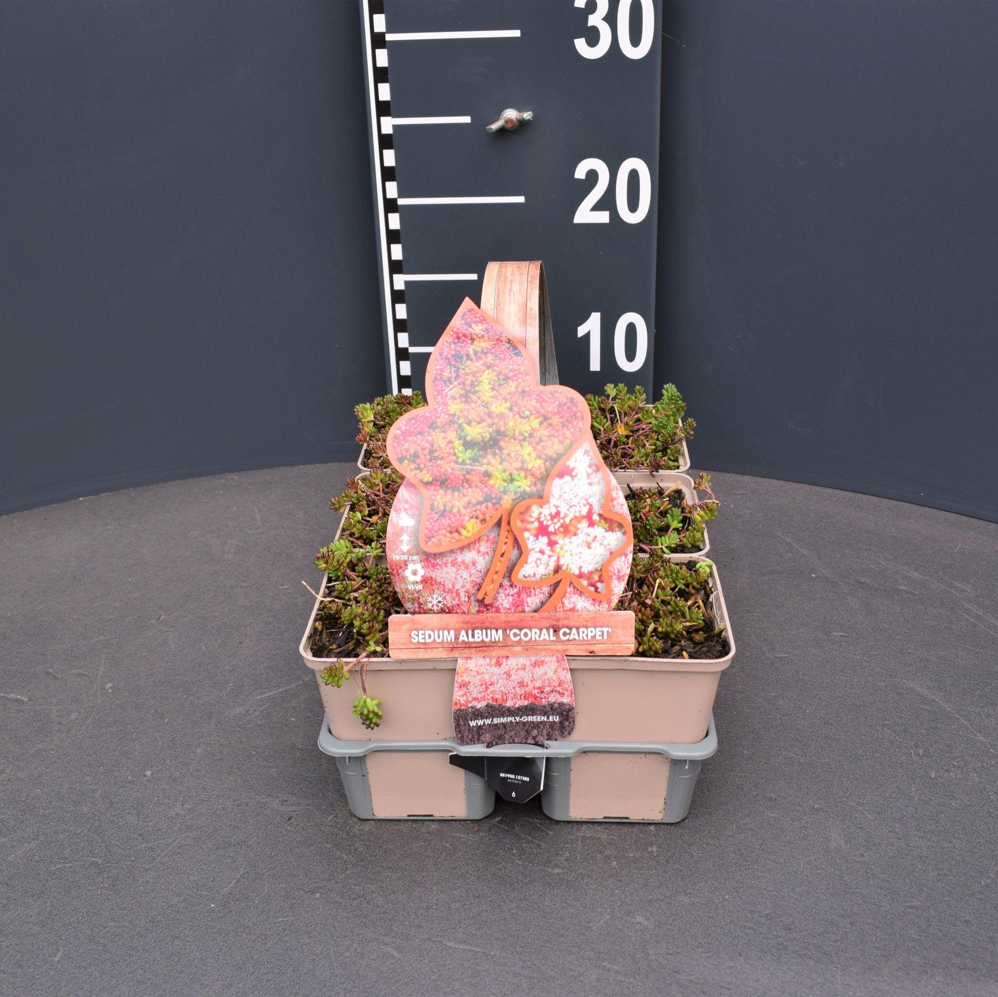 Sedum album 'Coral carpet' (6-pack), D 9