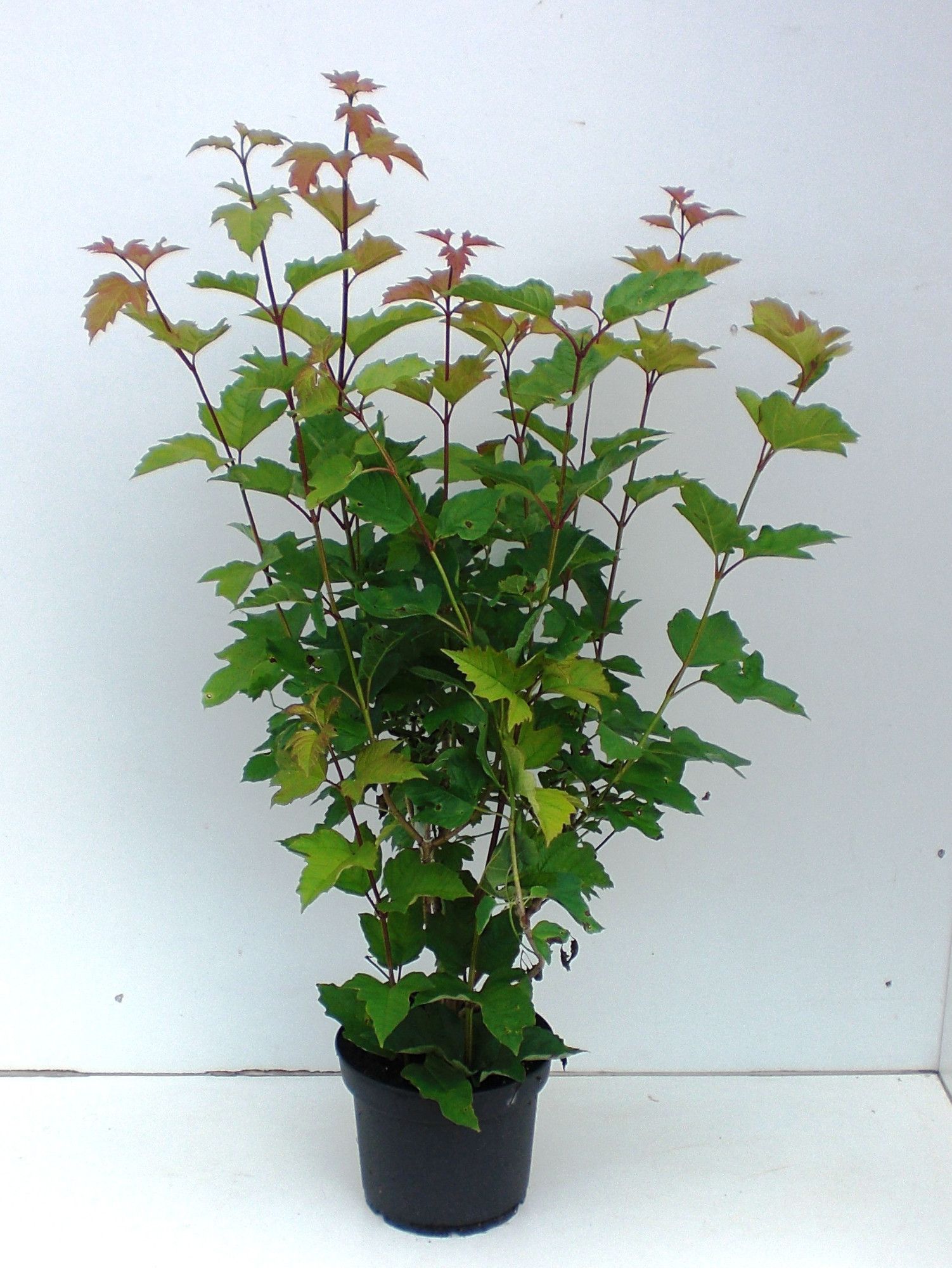 Viburnum opulus Roseum, D 23