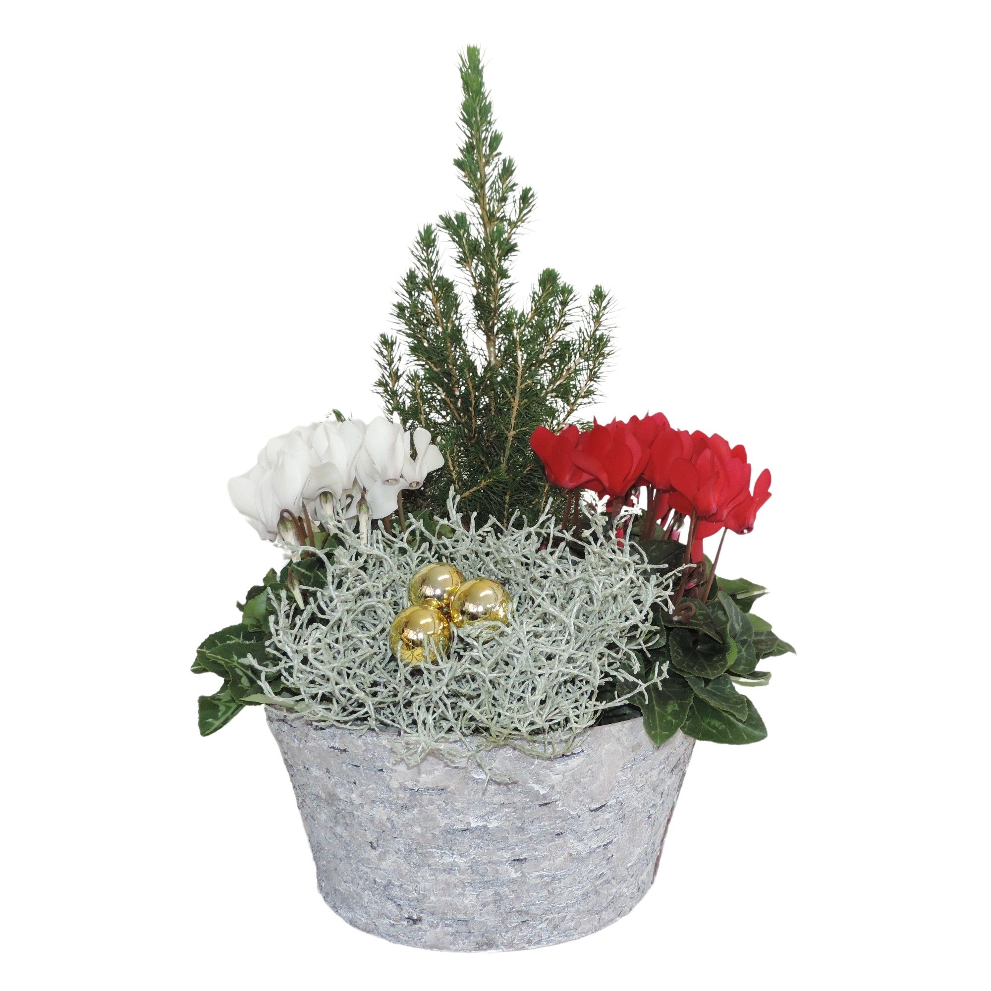 Betula Winter specials Arrangement in Berkenpot 25 cm, D 20