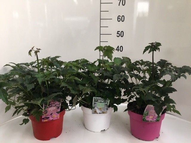 478 DVDS : P19 Annemone mix kleuren ton sur ton, D 19