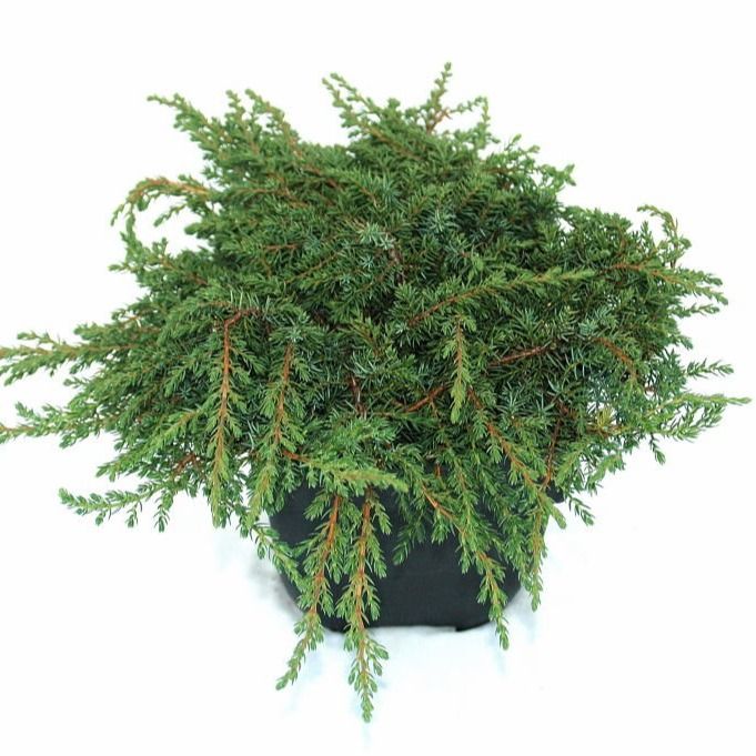 Juniperus communis 'Green Carpet' P17, D 17