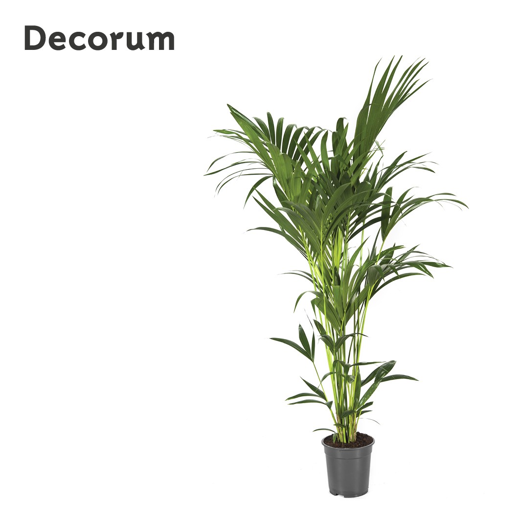 Howea forsteriana 150cm (Kentia) Decorum, D 21