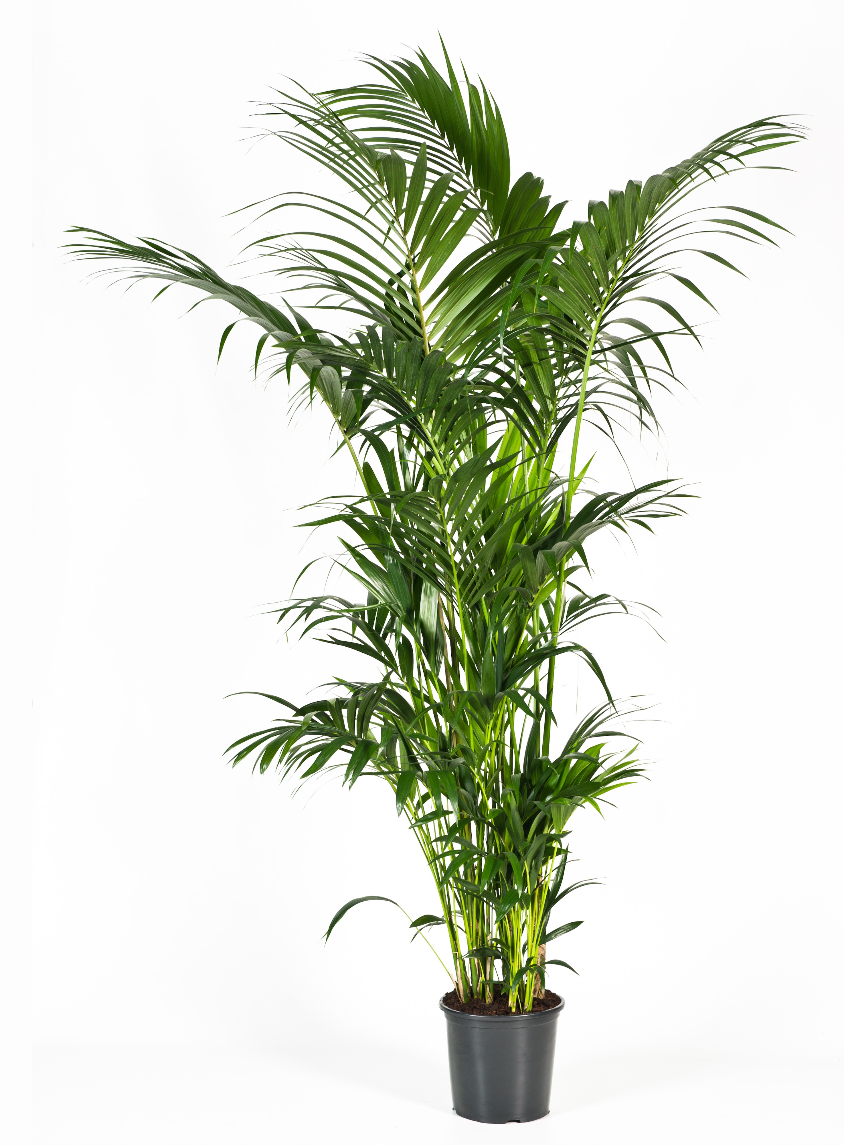 Howea forsteriana 240cm (Kentia), D 32