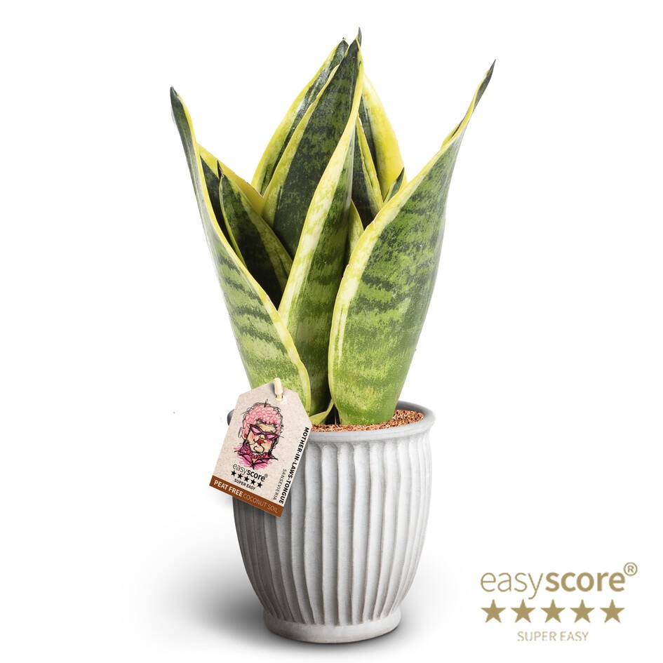 Athena, Sansevieria 'Superba', D 12