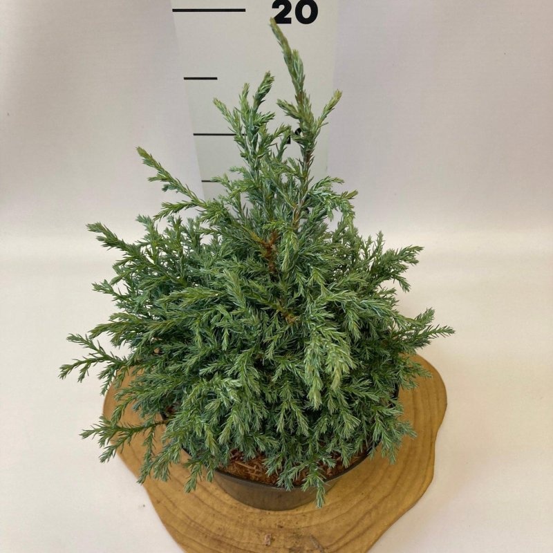 Chamaecyparis p. 'Baby Blue', D 18